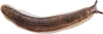 Arion silvaticusVITSIDIG SKOGSSNIGEL9,7 × 29,2 mm